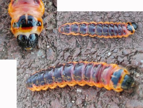 Cossus cossus